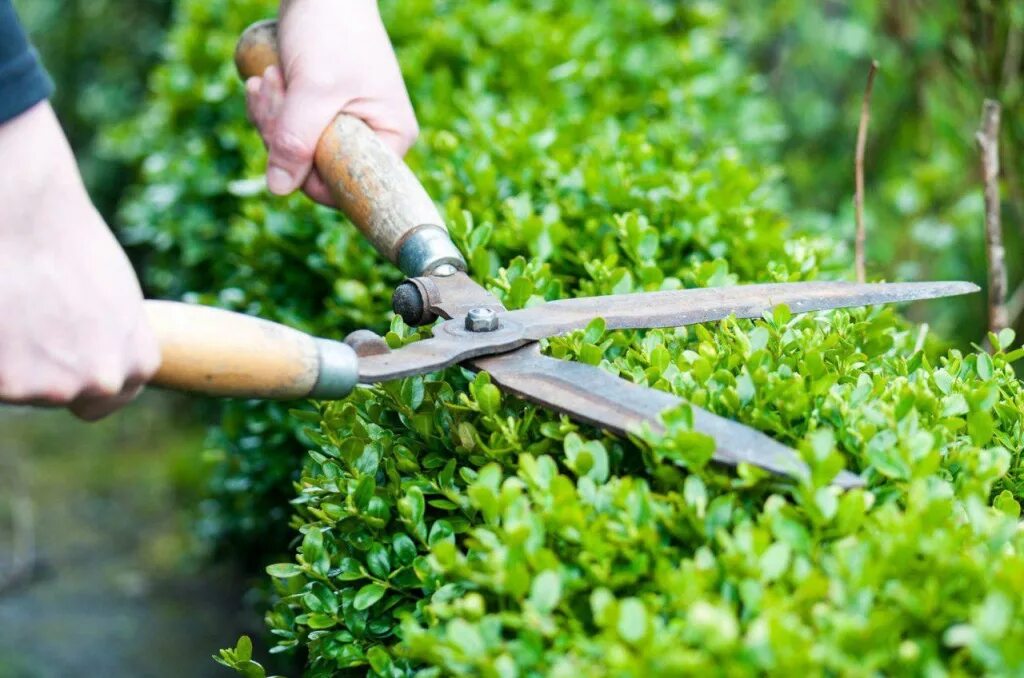 Жимолость прореживание кустов. Секатор для кустов. Обрезка садовых кустарников. Обрезка садовых кустарников. Секатор для кустов.