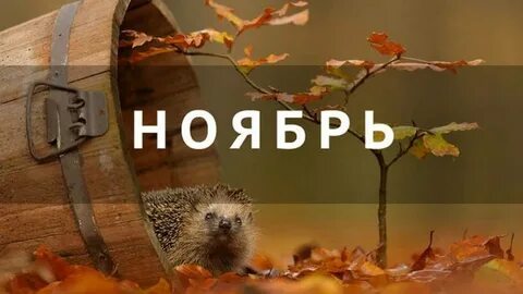 Что такое будет в ноябре