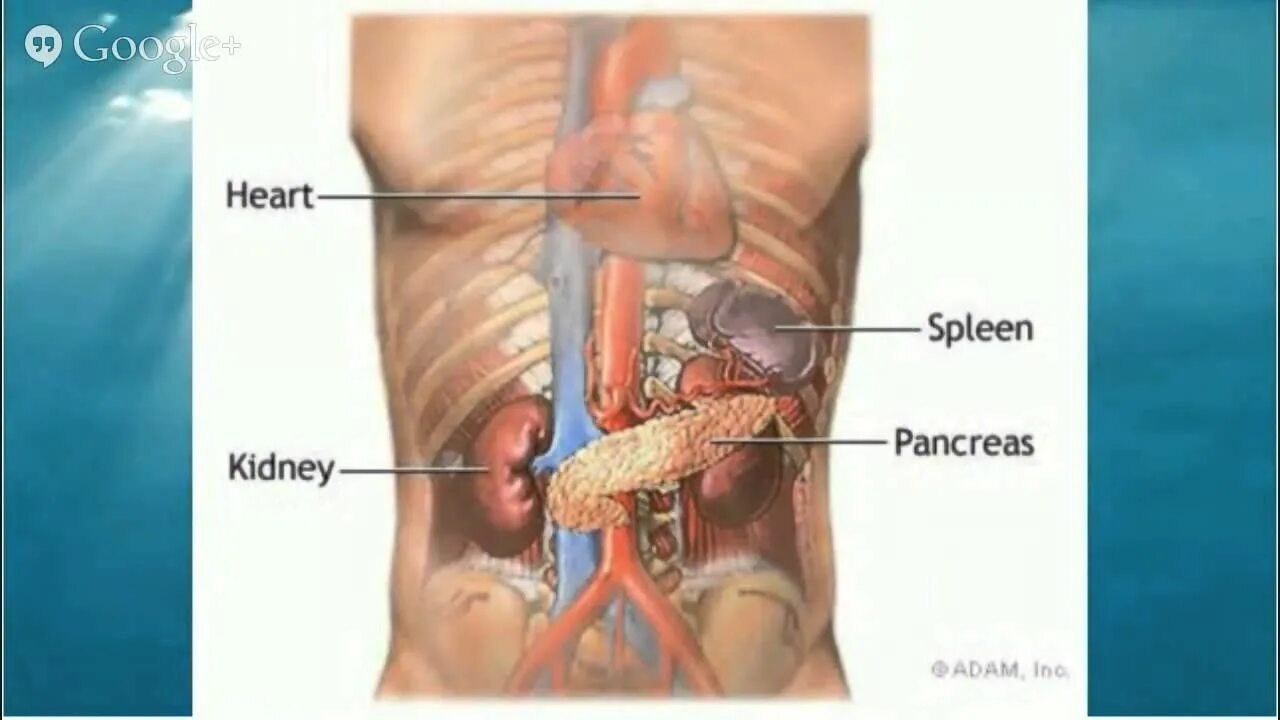 Почки справа у мужчин. Анатомия человека селезенка расположение. Поджелудочная железа расположение. Почки у человека расположение. Почка и селезенка расположение.
