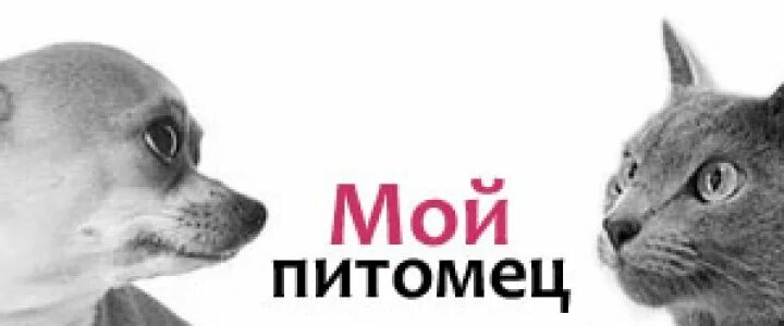 Мой питомец совхозная 2