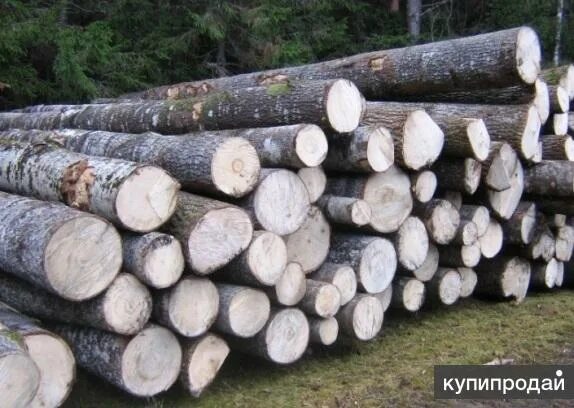 Фанкряж березовый. Фанкряж осина. береза фанкряж. фанерный кряж березовый. осина кругляк.