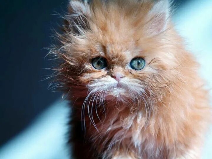 It name is fluffy