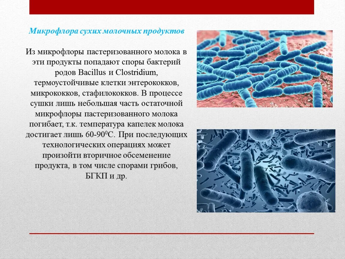 Микрофлора смешанная палочки. Микрофлора молока и молочных продуктов. Микрофлора молока и кисломолочных продуктов. Микрофлора молока микробиология. Микрофлора кисломолочных продуктов микробиология.