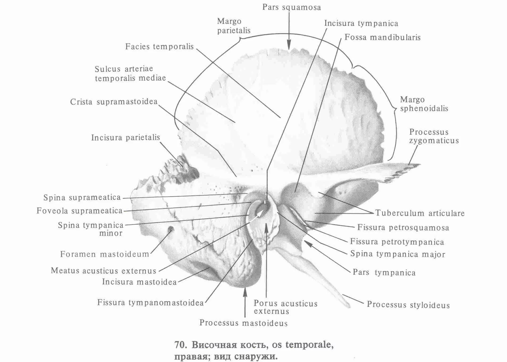 Височная кость строение Синельников. Височная кость анатомия каменисто барабанная щель. Височная кость анатомия Синельников. Борозда средней височной артерии височной кости.