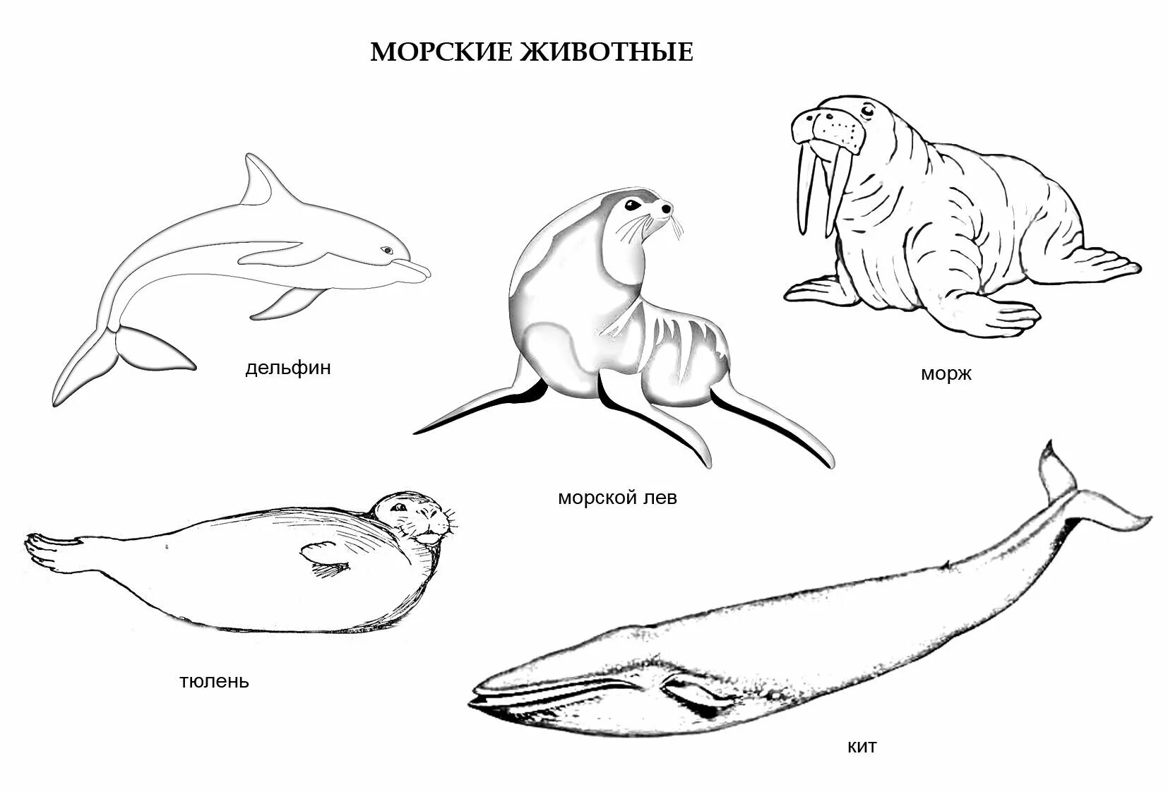 Раскраска морские обитатели. Морские млекопитающие раскраска. Рисунки морских животных. Морские обитатели картинки для детей раскраски. Сравните образ жизни тюленя и кита