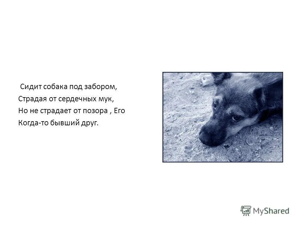 три собаки обнимаются. собака сидит на другой собаке. собака сидит на другой собаке. деревенские собаки. что делают собаки.