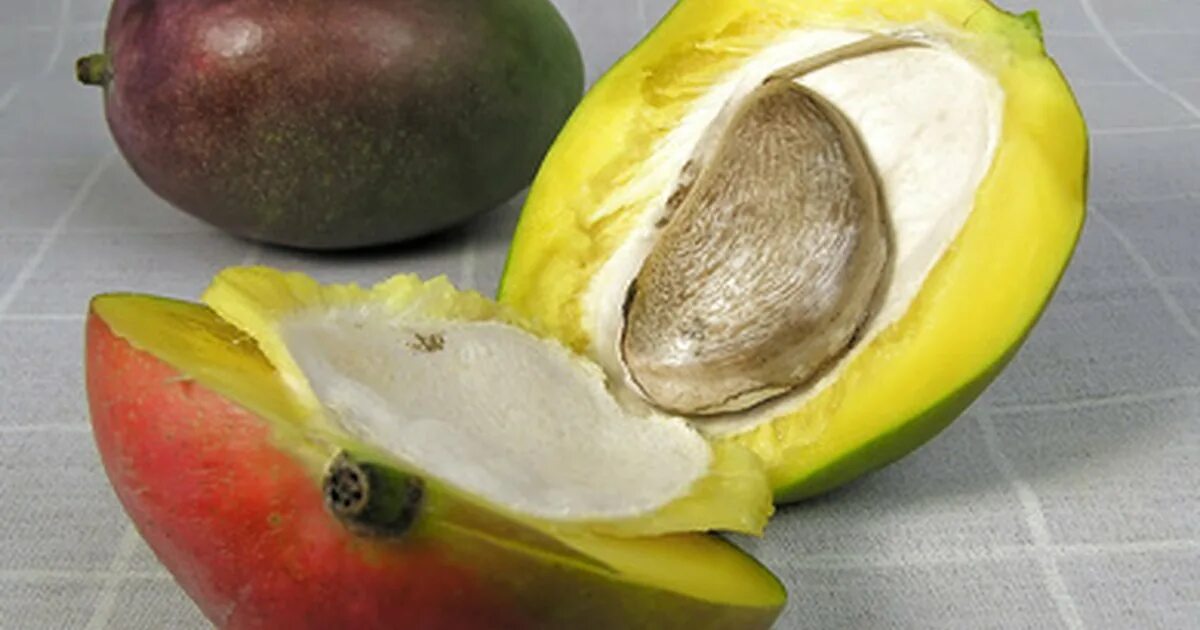 Сорт кесар. Манго какой плод. Манго какой плод. Манговое дерево с манго. Манго.