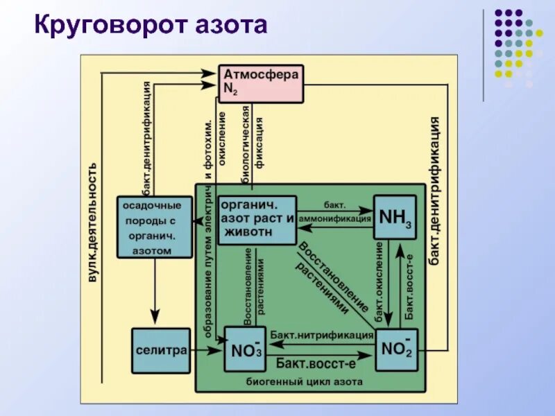 Круговорот азота в природе впр. Круговорот азота 9 класс. 9.31 Круговорот азота. Круговорот азота в природе схема. Круговорот азота в природе.