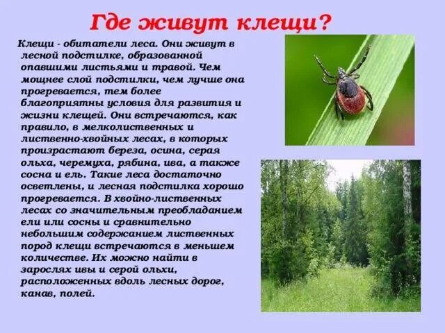 Леса для презентации. Молодой лес. Кто и что растет в лесу. Живём в лесу. Смешанные и широколиственные леса животный мир кратко.
