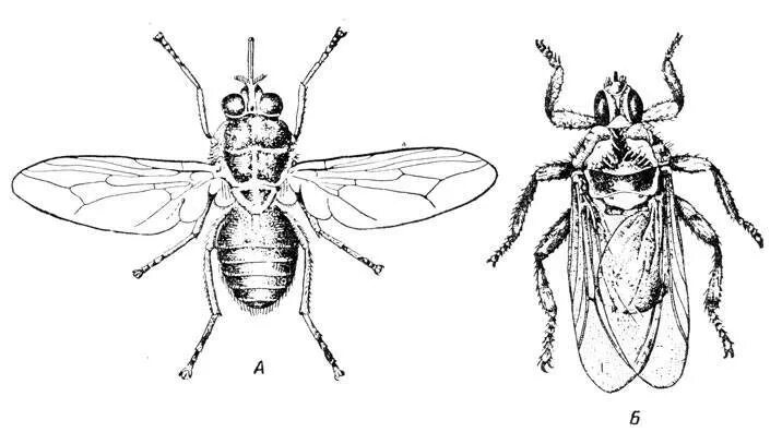 Крылья мухи схема. Муха ЦЕЦЕ внешнее строение. Строение двукрылых Имаго. Внутреннее строение мухи ЦЕЦЕ. Строение двукрылых насекомых.