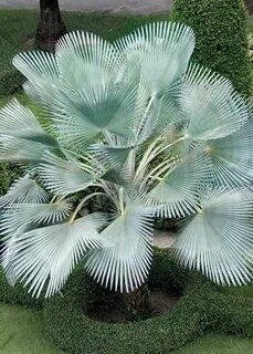 Rare plants