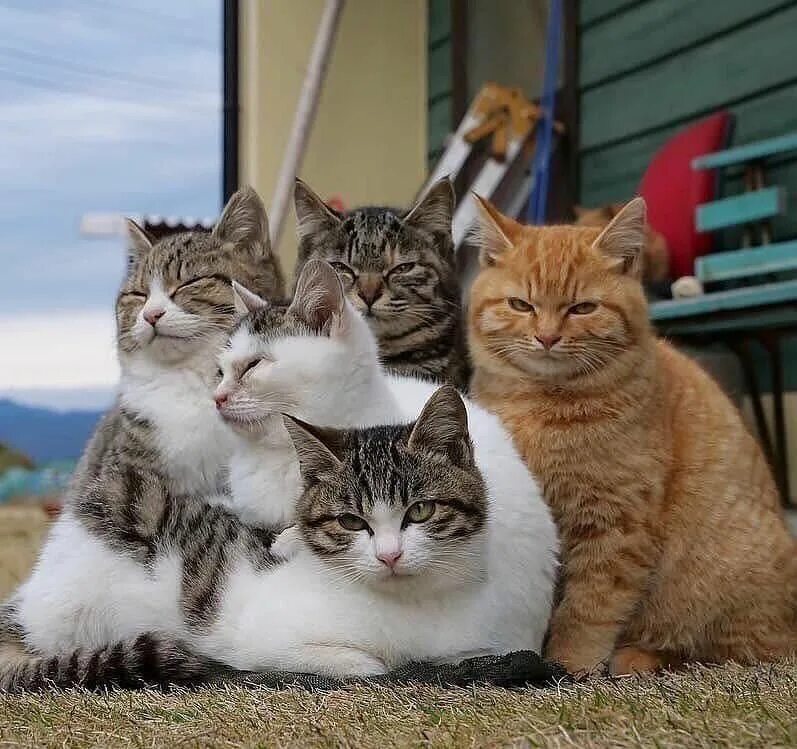 Много кошек. Группа про кота. Группа котята. Коты рок группа. Котята ансамбль.
