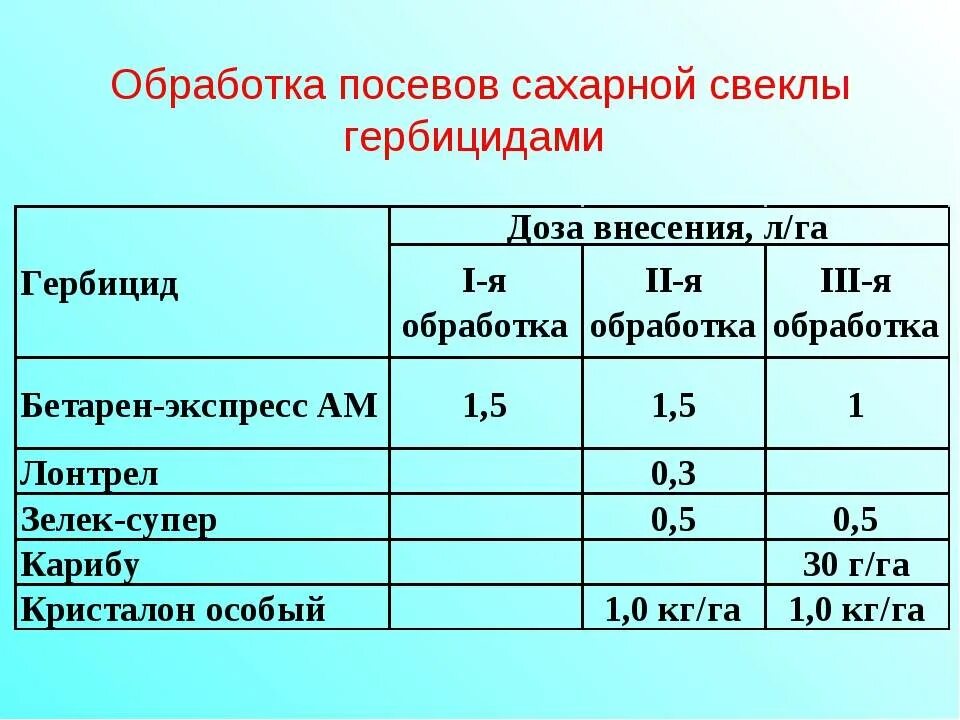 Сколько килограммов сахарной свеклы. Обработка сахарной свеклы. Агротехнические требования к посеву сахарной свеклы. Схема посева сахарной свеклы. Обработка посевов свеклы.