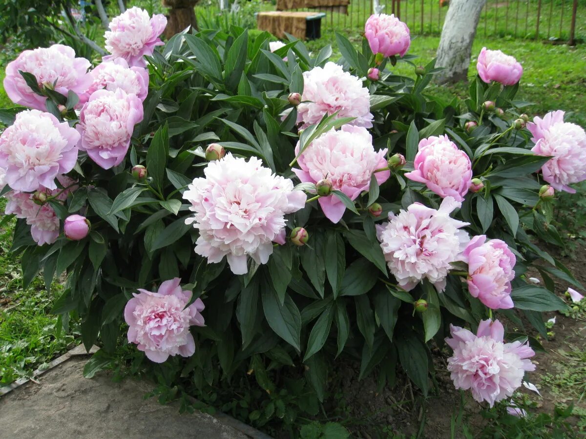 Peony Celebrity Flowers perennials, Peonies garden, Peonies
