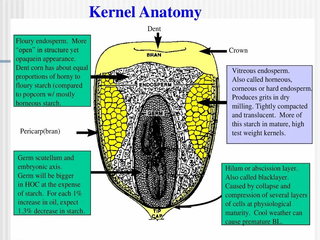 Kernel operation. Ядро (kernel). kernel com. kernel официальный сайт. гессиана kernel.