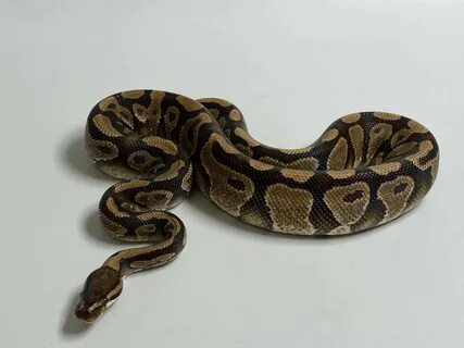 N python