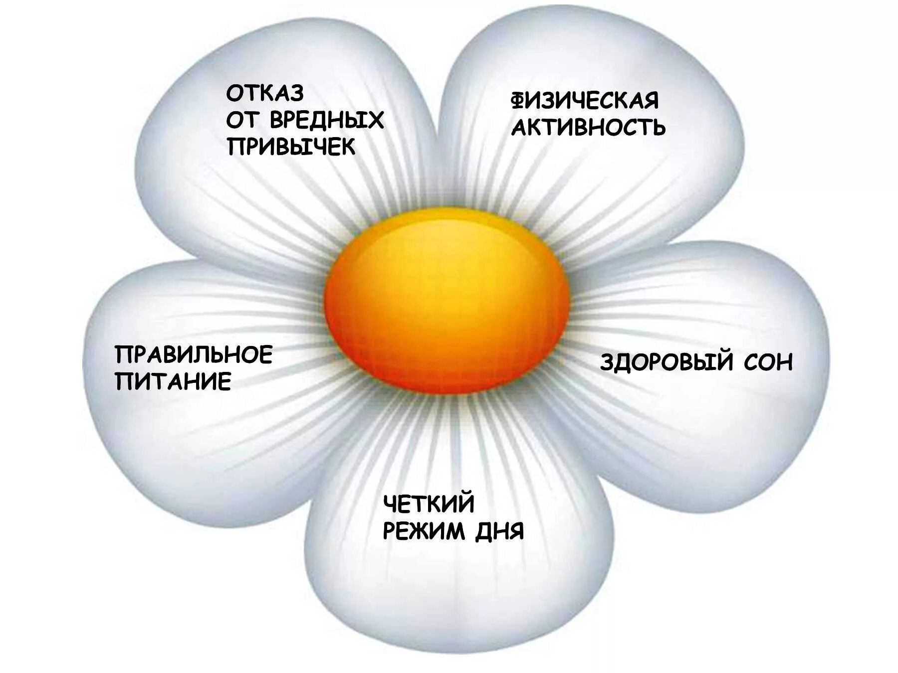 Ромашка здорового образа жизни. Цветок здоровый образ жизни. Ромашка на тему ЗОЖ. Здоровье это в виде ромашки. Отказ от благ жизни 6 букв