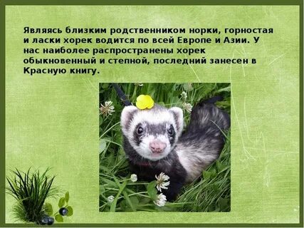 Хорь кратко