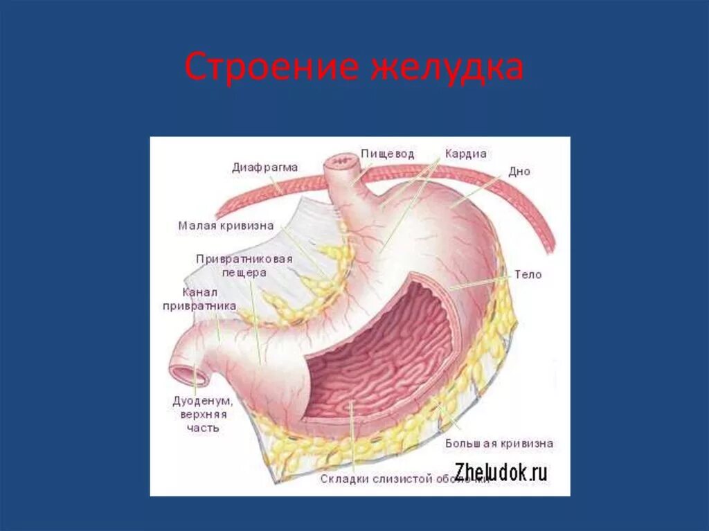 Строение желудка биология. Малая кривизна желудка анатомия. Строение желудка человека. Строение желудка анатомия.