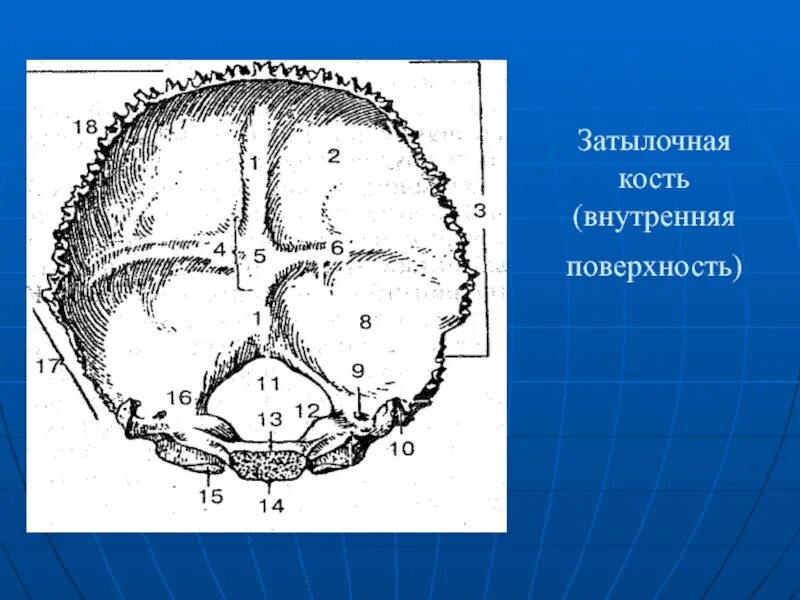 Кость на затылке. Затылочная кость Синельников. Кости головы затылочная кость. Внутренний Выступ затылочной кости. Затылочная кость внутренняя поверхность.