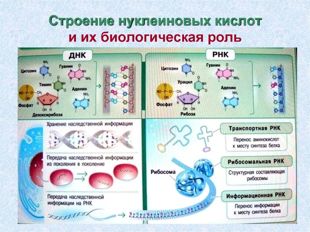 Виды молекул нуклеиновой кислоты днк. Состав нуклеиновых кислот ДНК РНК. Структура нуклеиновых кислот ДНК И РНК. Нуклеиновые кислоты структура ДНК. Строение и функции белков и нуклеиновых кислот.