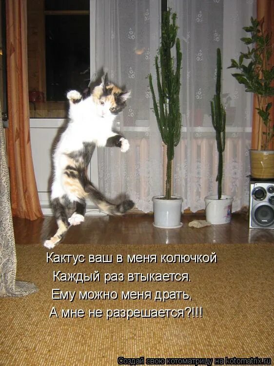 Я без шуток не хожу