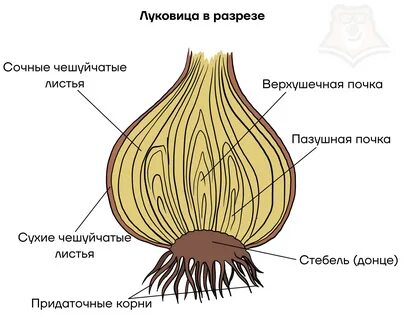 Строение лука