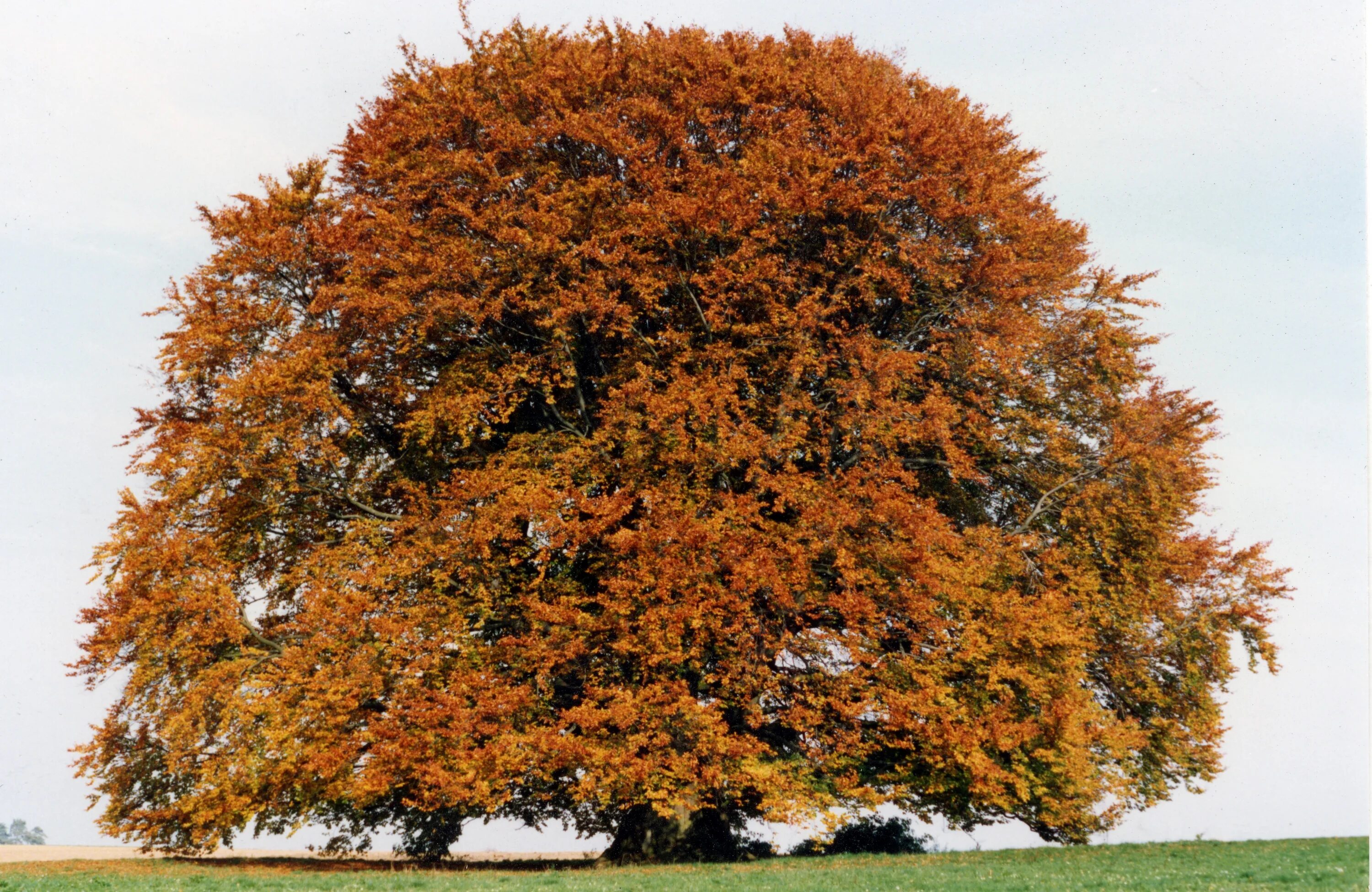 Дерево бук фото и описание. Бук Северной Америки. Бук Fagus. Бук Европейский. Бук в Америке.