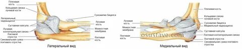 Болит внутренняя косточка локтя