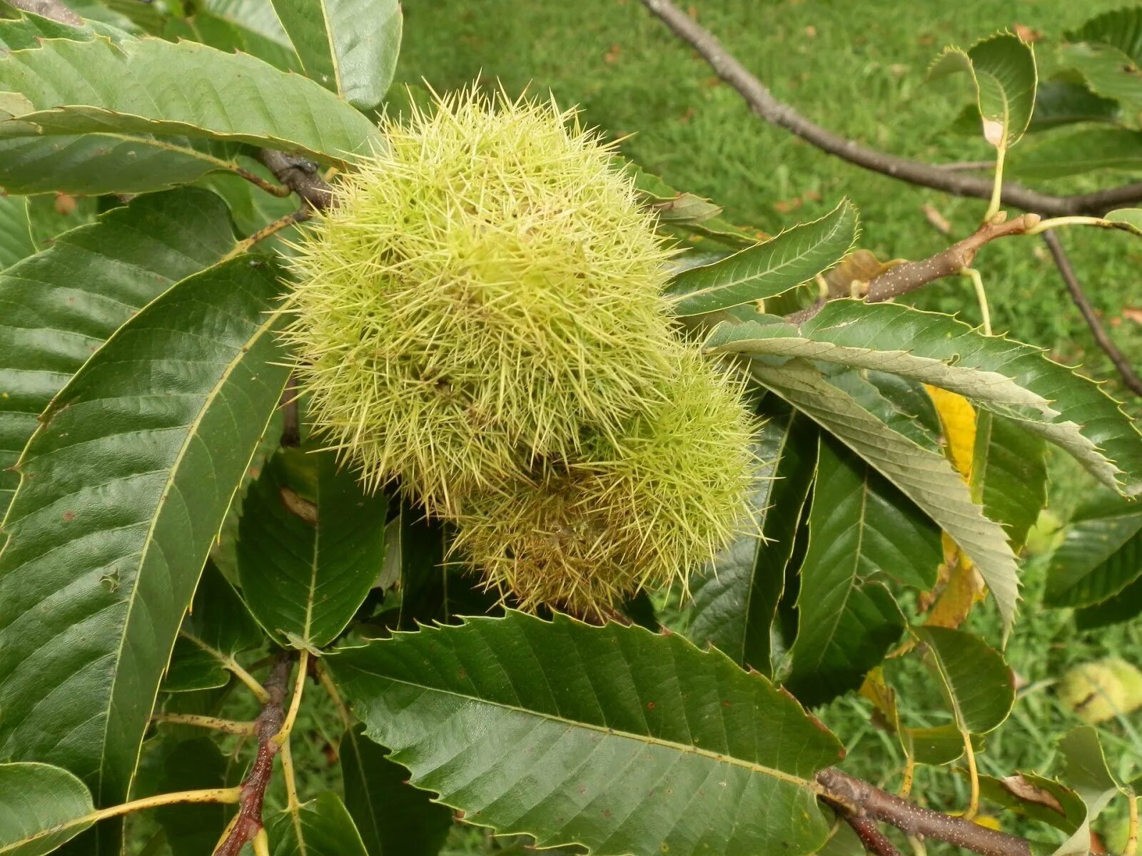 Реликтовый каштан европейский. Каштан конский baumannii. Каштан съедобный (castanea sativa)*. 1000 каштанчиков. Конский каштан обыкновенный плод.