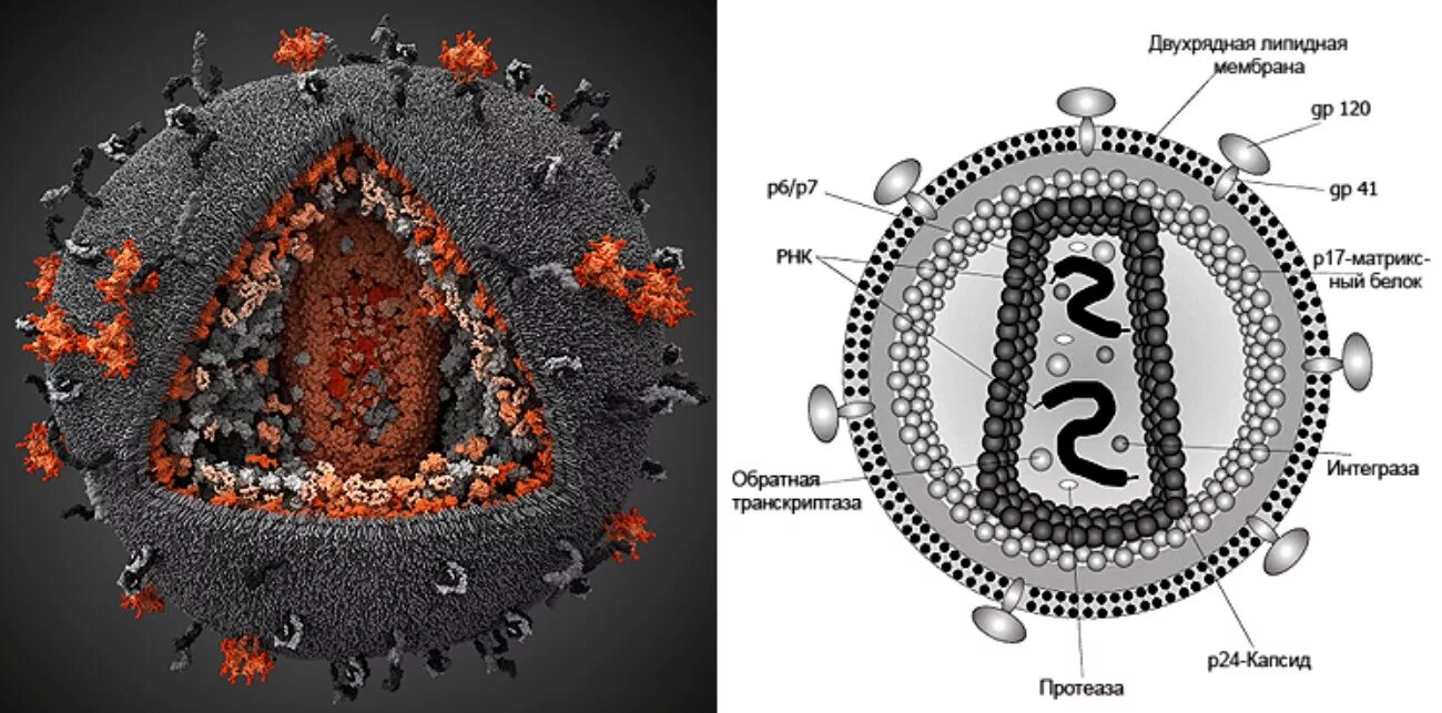 Вирус спида название. ВИЧ структура вириона. Схема строения вириона ВИЧ. Строение вируса ВИЧ И СПИД. Строение вируса ВИЧ суперкапсид.
