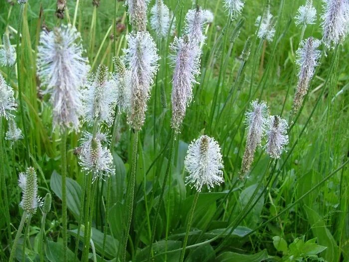 подорожник солончаковый. подорожник соцветие. подорожник степной плантариум. соцветие колос подорожник. подорожник большой.