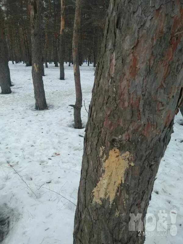 метки в лесу. квартальный столб в лесу. пометки на деревьях в лесу. метки на деревьях в лесу. метки в лесу.