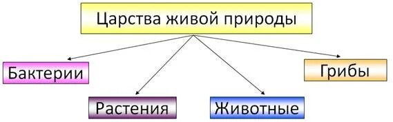 Различие царств