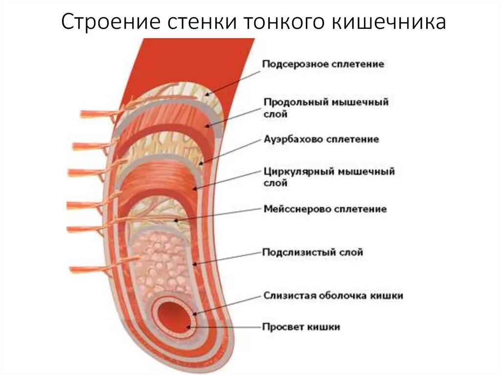 Строение стенки тонкой кишки. Слои мышц стенки тонкой кишки. Строение стенки тонкой кишки анатомия. Слизистая оболочка 12 кишки