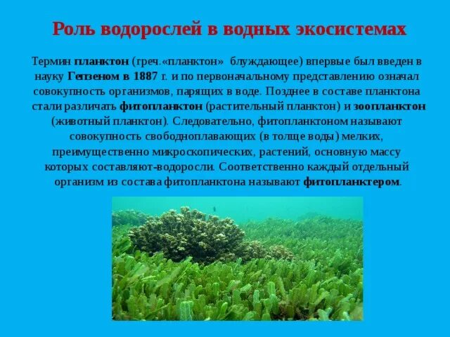 Каково значение бурых водорослей в жизни