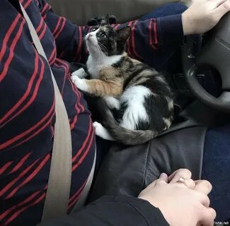 Nice pet