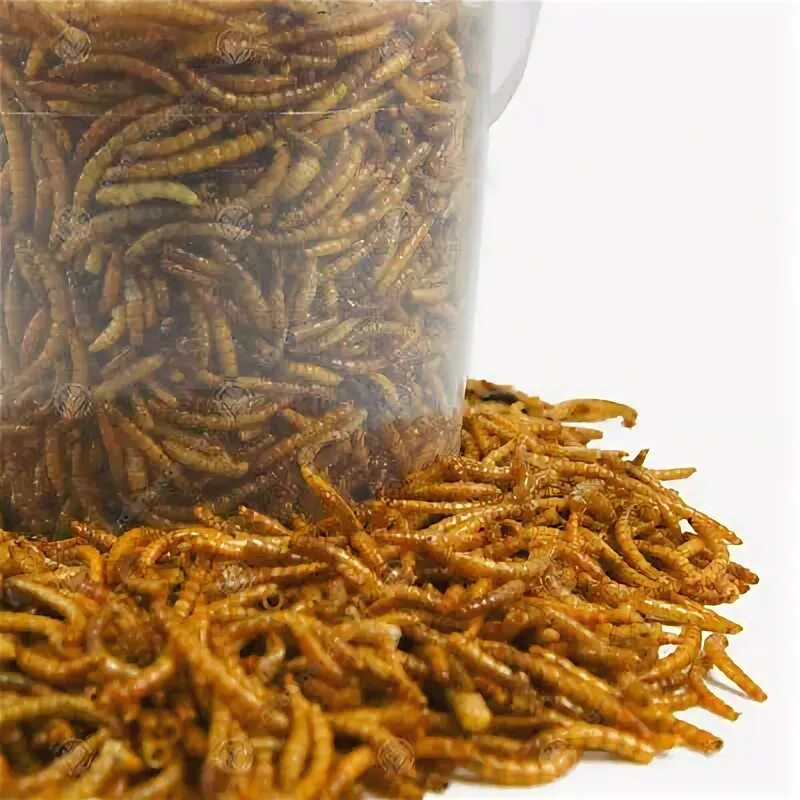 Личинка сухи. Сухие насекомые Mix. Mealworms. Сушеные личинки для крыс еда. Insect Mix Mealworms.