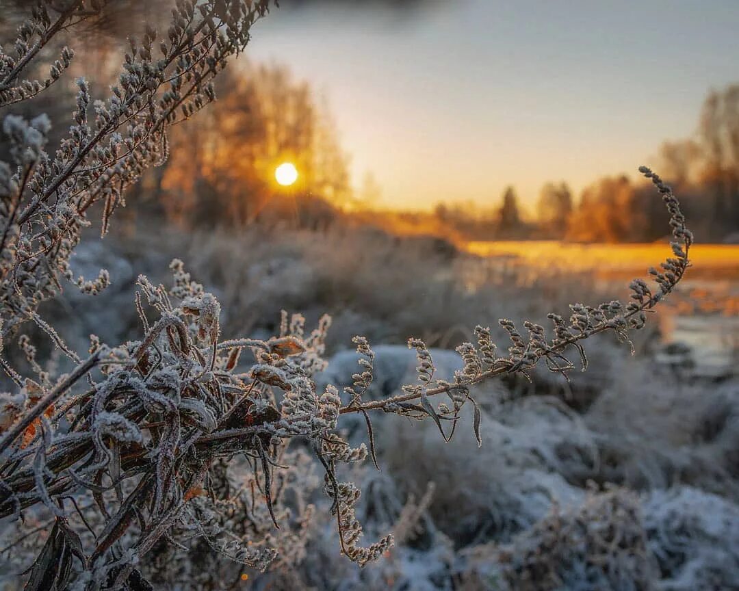 Филатов первый снег. Золото зимой. Золотой зимний лес. Фото: Pekka Ähkynen.