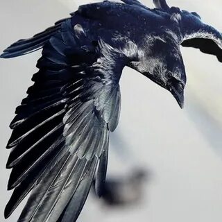 Крылья ворона во все стороны песня