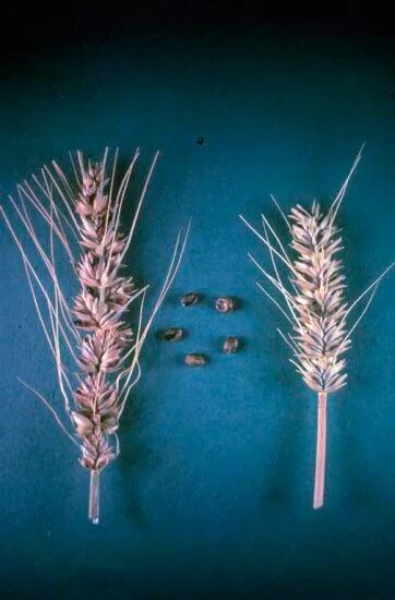 Твердая головня пшеницы. Tilletia tritici головня пшеницы. Карликовая головня ячменя. Tilletia controversa пшеница. Карликовая головня - tilletia controversa.