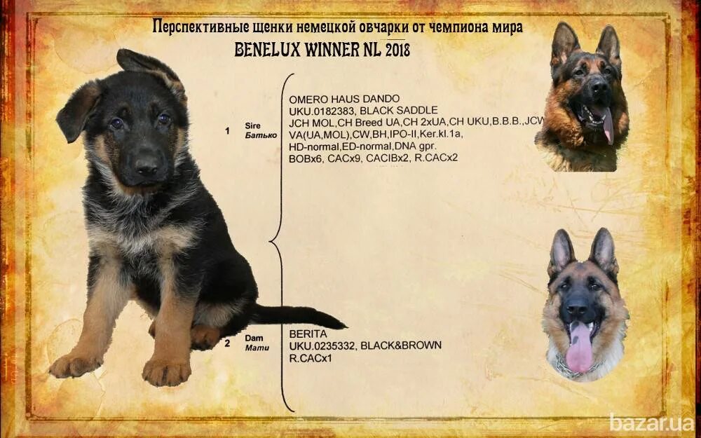Вес овчарки в год. Вес немецкой овчарки крупные кобели. стандарт немецкой овчарки кобель. промеры щенков немецкой овчарки. расцветка породы щенки немецкой овчарки.