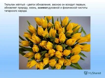 Ах эти желтые тюльпаны