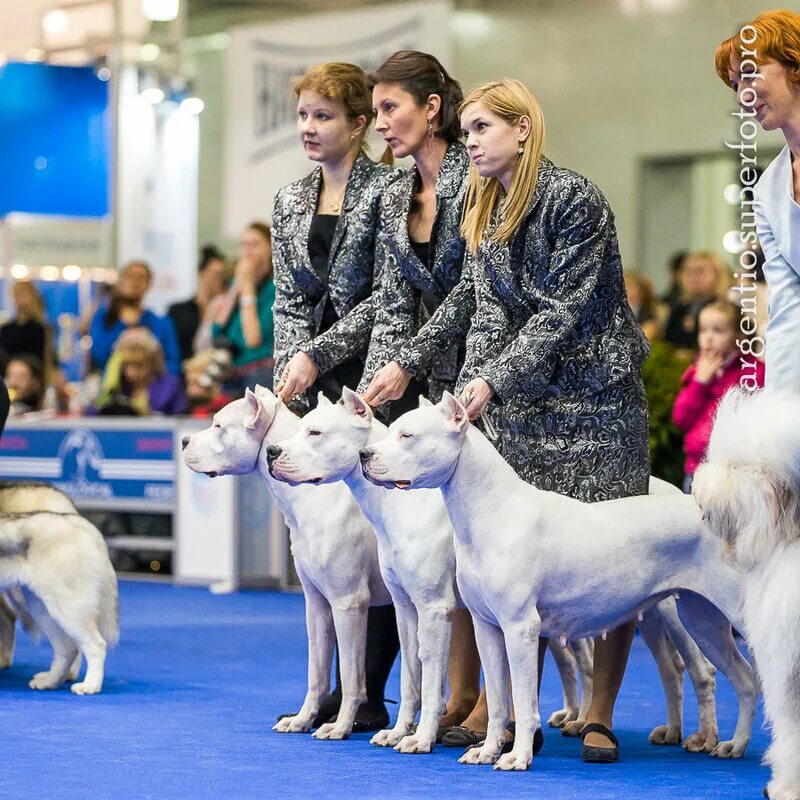Первая выставка собак. Породы собак для выставок. Как попасть на выставку собак для новичков. На выставке собак. Как попасть на выставку собак для новичков.