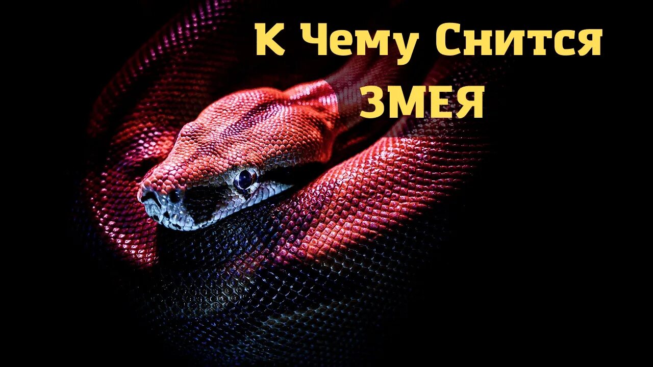 Сонник змея.