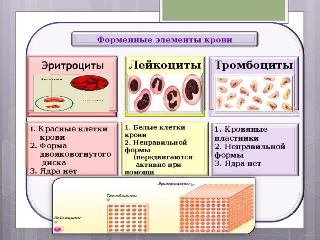 Перечислите элементы крови. Схема форменные элементы крови эритроциты лейкоциты тромбоциты. Схема строения форменных элементов крови. Тип клеток крови эритроциты лейкоциты. Схема эритроцитов лейкоцитов тромбоцитов.