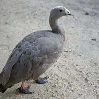 Кура гуси