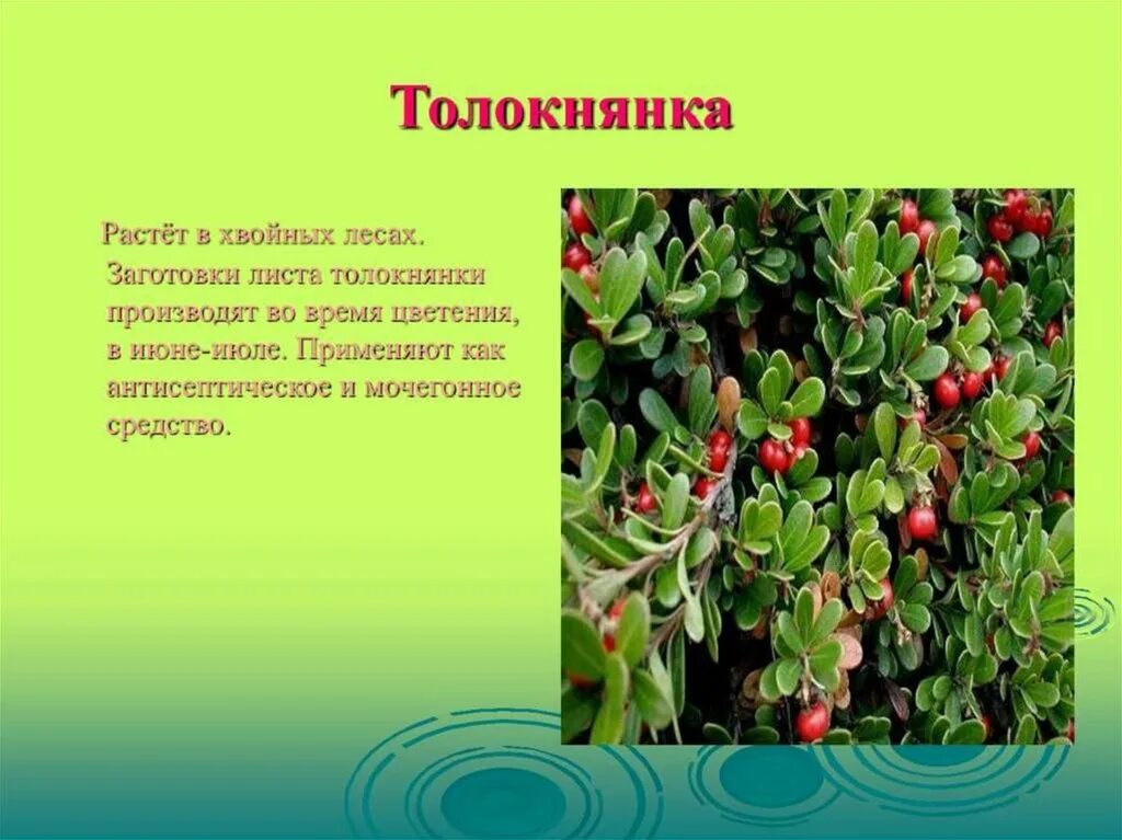 Родина толокнянки. Толокнянка обыкновенная. Толокнянка обыкновенная растение. Толокнянка обыкновенная лекарственное растение. Хвойная родина