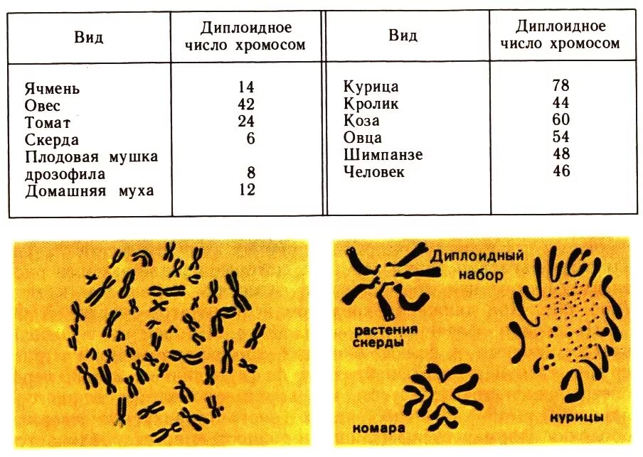 Сколько хромосом в половых клетках дрозофилы. Наборы хромосом у различных организмов. кариотип животных. диплоидный набор хромосом человека. кариотипы разных организмов.