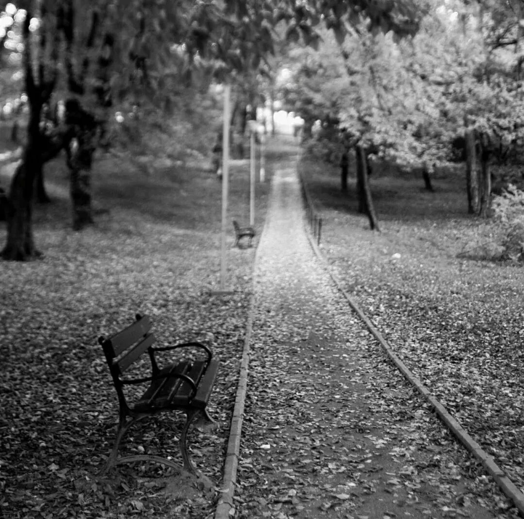 Природа равнодушна к человеку. Черно белая осень. Парк черно белый. Чб картинки. Осень чб.